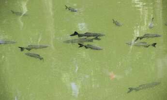 Imagem 6: Chácara Residencial à venda, Jardim dos Coqueiros II, Catanduva -