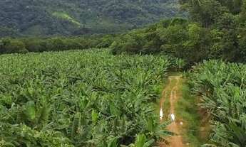 Imagem 3: Sítio 10 Alqueires Produção de Banana (Willian Ricardo