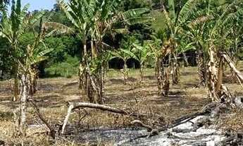 Imagem 2: COD-714 SÍTIO ESTRADA DO TINGUI