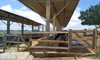 Imagem 6: Fazendinha 11.5 Hc. top de luxo na região de Monte Alegre