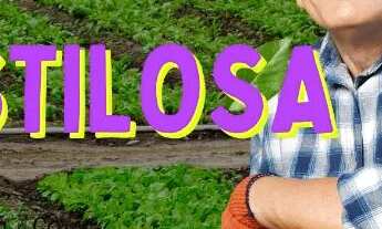 Imagem: Chácaras no interior em Atibaia e Ibiúna