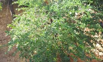 Imagem 3: Bairro Santa Rita casa Em Lote 360 m²... Próximo do centro...369.900.00