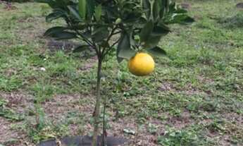 Imagem 6: Linda chácara à venda