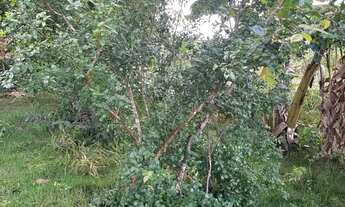 Imagem 5: Lote no jardim botânico Itaipu 7 próximo ao ouro vermelho 1