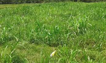 Imagem 7: Chácara 13 hectares Coxipo do Ouro