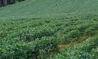 Imagem 6: Excelente área para formar chácaras com 24.200 m² Campo Novo - Campo Magro