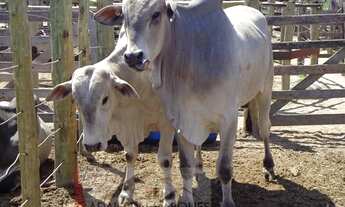 Imagem 7: FAZENDA DE GADO P0 NO SUL DE MINAS GERAIS 250 HECTARES