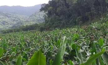 Imagem 5: Sítio 10 Alqueires Produção de Banana (Willian Ricardo