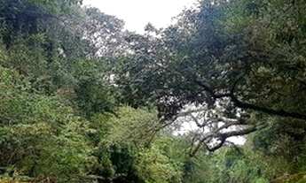 Imagem 5: Sítio - Rancho - Horto em Angatuba - rio Itapetininga