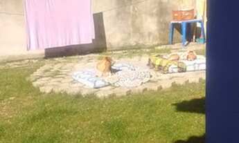 Imagem 7: Casa Sozinha no terreno