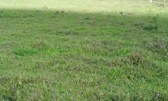 Imagem: Terreno 10 Hectares em Passa Tempo Fartura