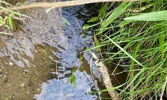Imagem 4: Terreno Rural 2 hectares/Imóvel Rural 2 hectares Urubici