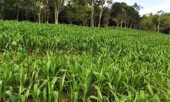 Imagem: Sítio em Indaial - 49.846,11 m² - Oportunidade