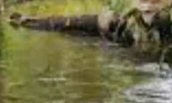 Imagem 2: TERRENO COM IGARAPE NA PISTA