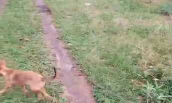 Imagem 7: Vende-se esse terreno no Iranduba AM