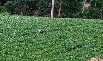 Imagem 5: Excelente área para formar chácaras com 24.200 m² Campo Novo - Campo Magro