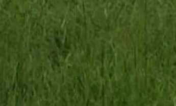 Imagem: Fazenda modelo em Planaltina Goias