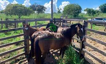 Imagem 2: Fazenda em Peixe -TO