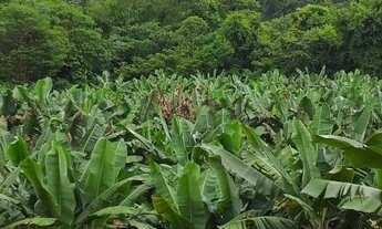 Imagem 7: Sítio 10 Alqueires Produção de Banana (Willian Ricardo