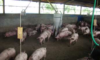 Imagem 5: FAZENDA EM MONTE ALEGRE DE MINAS