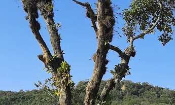 Imagem: Vendi sitio na montanha Nova Veneza SC