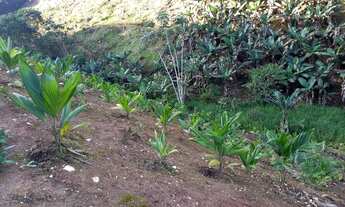 Imagem 6: Sítio 6 alqueires ( Willian Ricardo