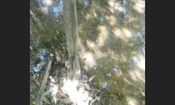 Imagem 2: Fazenda/Sítio/Chácara para venda possui 5000 metros quadrados com 1 quarto