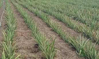 Imagem 5: Fazenda com 44 hectares na região de Touros