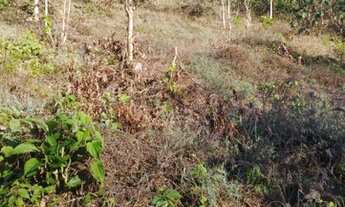 Imagem 2: Vendo , sítio 140 mil em Marechal Floriano