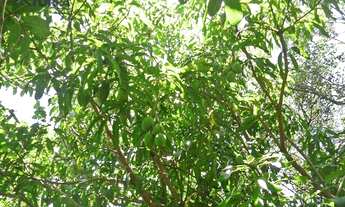 Imagem 5: Terreno à venda de 1050 m² no Rio Abaixo em Atibaia/SP - TE1165