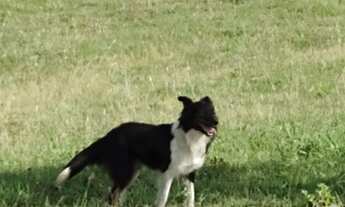 Imagem 5: Vendo sítio 26 hectares