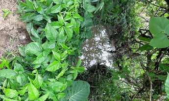 Imagem 7: Fazenda para venda com 1.206.720 M2 - 49 Alqueires - Ideal para criação de gado, há bastan