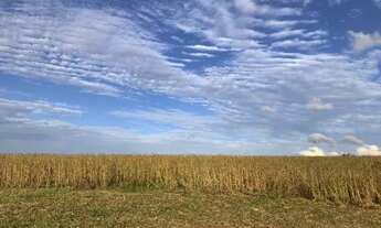 Imagem 3: Porto Amazonas-Plantando 95 Alqueires - 389 Hectares - Sede Completa
