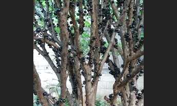 Imagem 2: Vendo ou troco chácara urbana em Ribeirão Preto