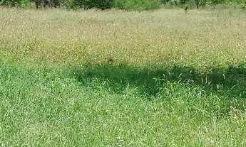 Imagem 2: Linda propriedade rural com uma belíssma casa de 3/4, sendo 2 c/suite e curral completo