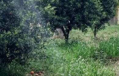 Imagem 6: Chácara em mariental lapa contenda