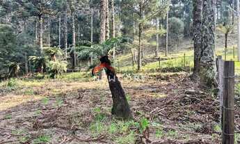 Imagem 7: Sítio em Estrada Geral da Carapina - Vale do Carapina - São Francisco de Paula/RS