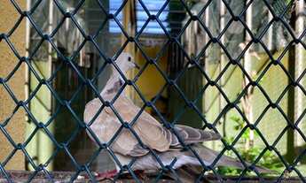 Imagem 6: Apartamento para venda com 600 metros quadrados com 5 quartos