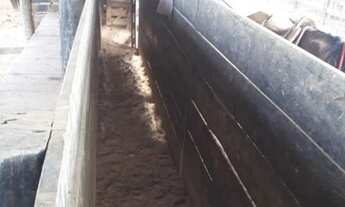 Imagem 7: Excelente fazenda para Pecuária. Município de São Domingos Go