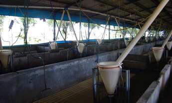 Imagem 3: FAZENDA EM MONTE ALEGRE DE MINAS