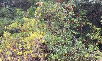 Imagem 5: Sítio para venda em Porangaba tem 48.400 m2