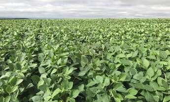 Imagem 2: Fazenda à venda, 2420000 m² por R$ 18.000.000,00 - Centro - Pitanga/PR