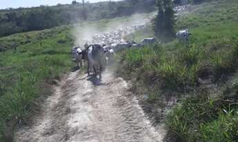 Imagem 7: Fazenda com 390 alqueires para pecuária no sul do Pará