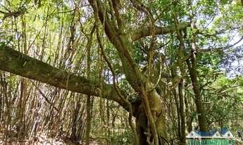Imagem 3: Sitio 4 hectares em águas claras com vista de tirar o fôlego, casa, galpão e açude, arbori