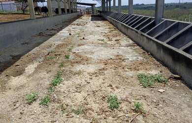 Imagem 7: Fazendinha 11.5 Hc. top de luxo na região de Monte Alegre