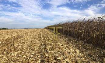 Imagem 4: Fazenda 324 Alqueires, Pedro Afonso, TO