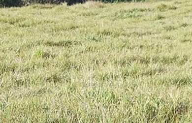 Imagem 3: TERRENO 270m2 NOVA SUIÇA 29MIL