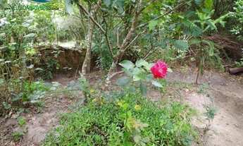 Imagem 5: Excelente sítio com casa de alvenaria, 4 km do centro de Viamão