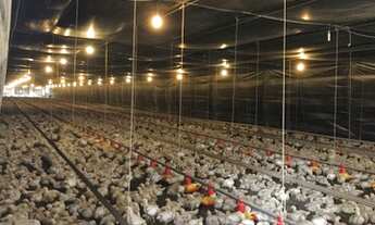 Imagem 7: FAZENDA EM MONTE ALEGRE DE MINAS