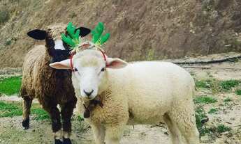 Imagem 2: Lindo sítio em Anitápolis, na serra catarinense